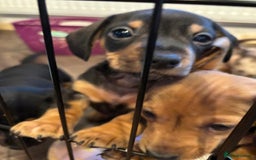Miniature Dachshund dogs for sale: MAGNIFICENT MINIATURE DACHSHUND PUPPIES - Image 7