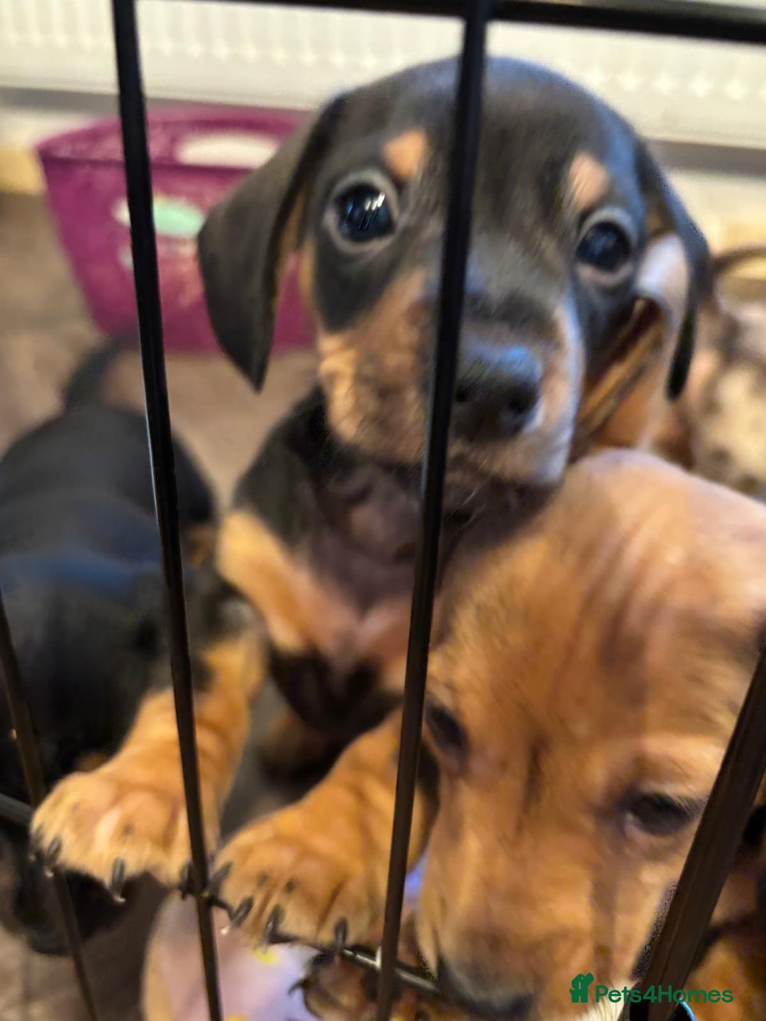 Miniature Dachshund dogs for sale: MAGNIFICENT MINIATURE DACHSHUND PUPPIES - Image 7