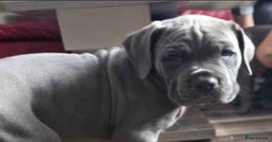 Cane Corso dogs - Advert 11