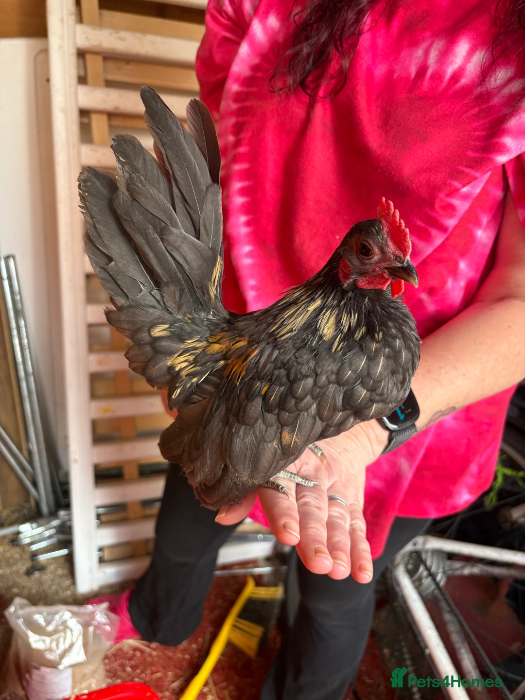 Chickens poultry for sale: Male serama mini chickens (male) - Advert 4