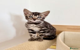 Bengal cats for sale: Rare Glitter Pedigree Bengal Female - Show Quality - Image 5