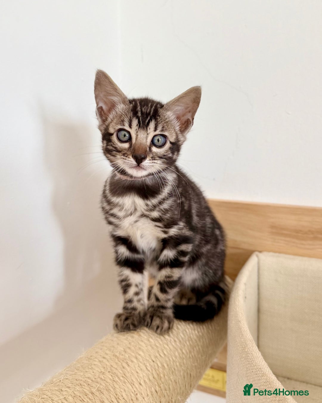 Bengal cats for sale: Rare Glitter Pedigree Bengal Female - Show Quality - Image 5