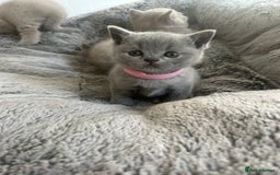 British Shorthair cats for sale: Beautiful British Shorthair Kittens - Image 8