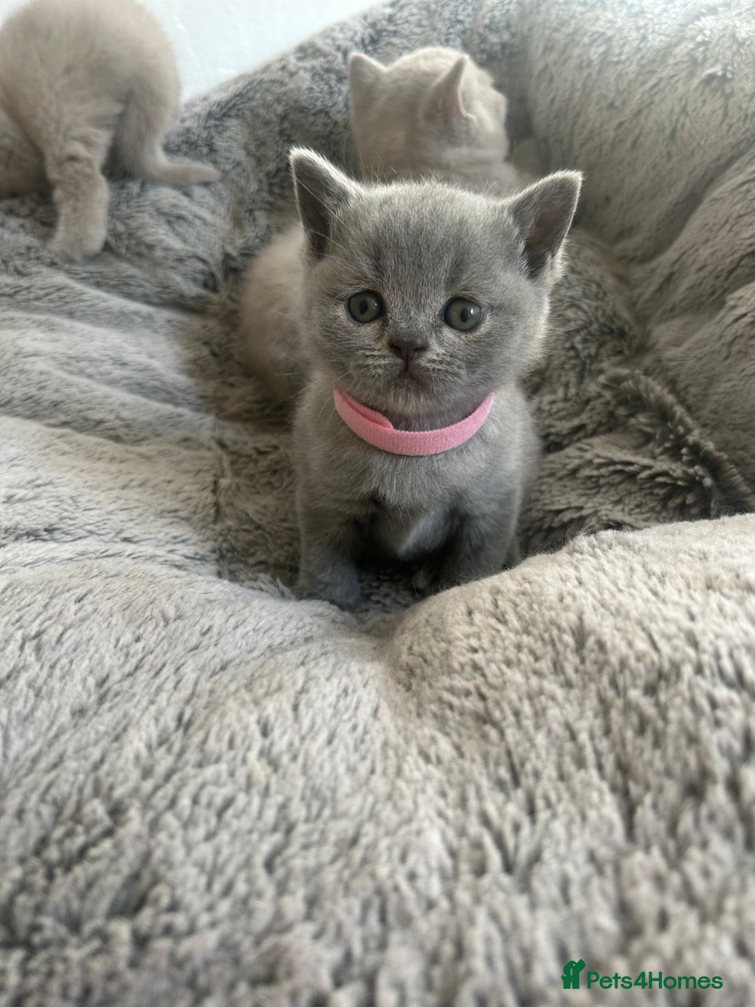British Shorthair cats for sale: Beautiful British Shorthair Kittens - Image 8