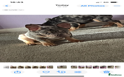 French Bulldog dogs for sale: Kc registered 12 week old French. Bulldogs  - Image 37