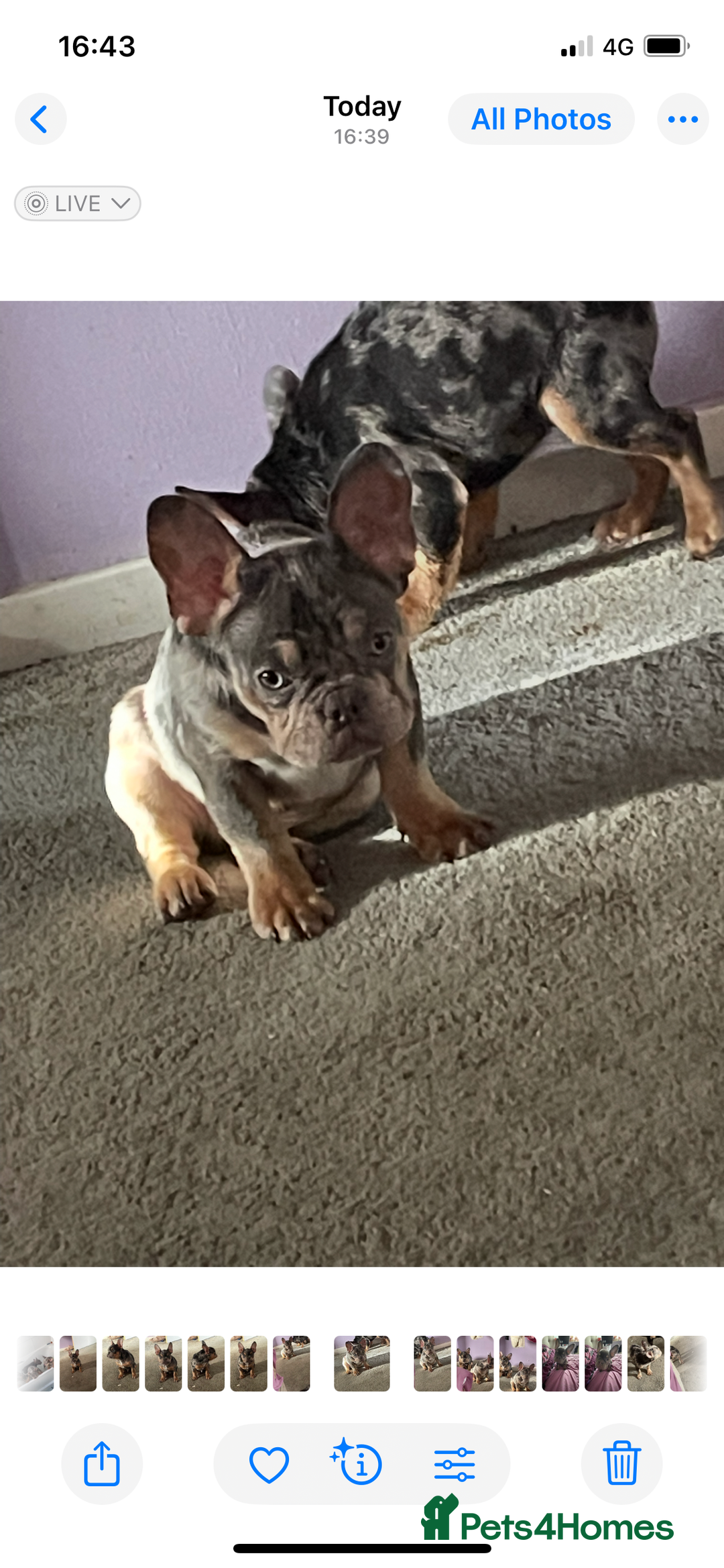 French Bulldog dogs for sale: Kc registered 12 week old French. Bulldogs  - Image 37