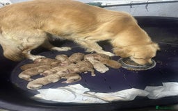 Goldendoodle dogs for sale: Goldendoodle Puppies–Ready for Their Forever Homes - Image 3