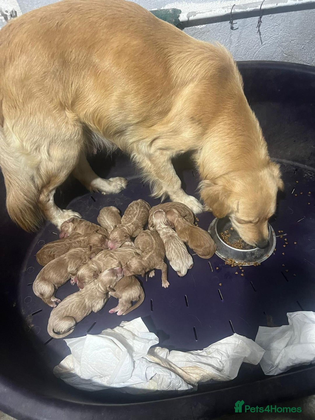 Goldendoodle dogs for sale: Goldendoodle Puppies–Ready for Their Forever Homes - Image 3