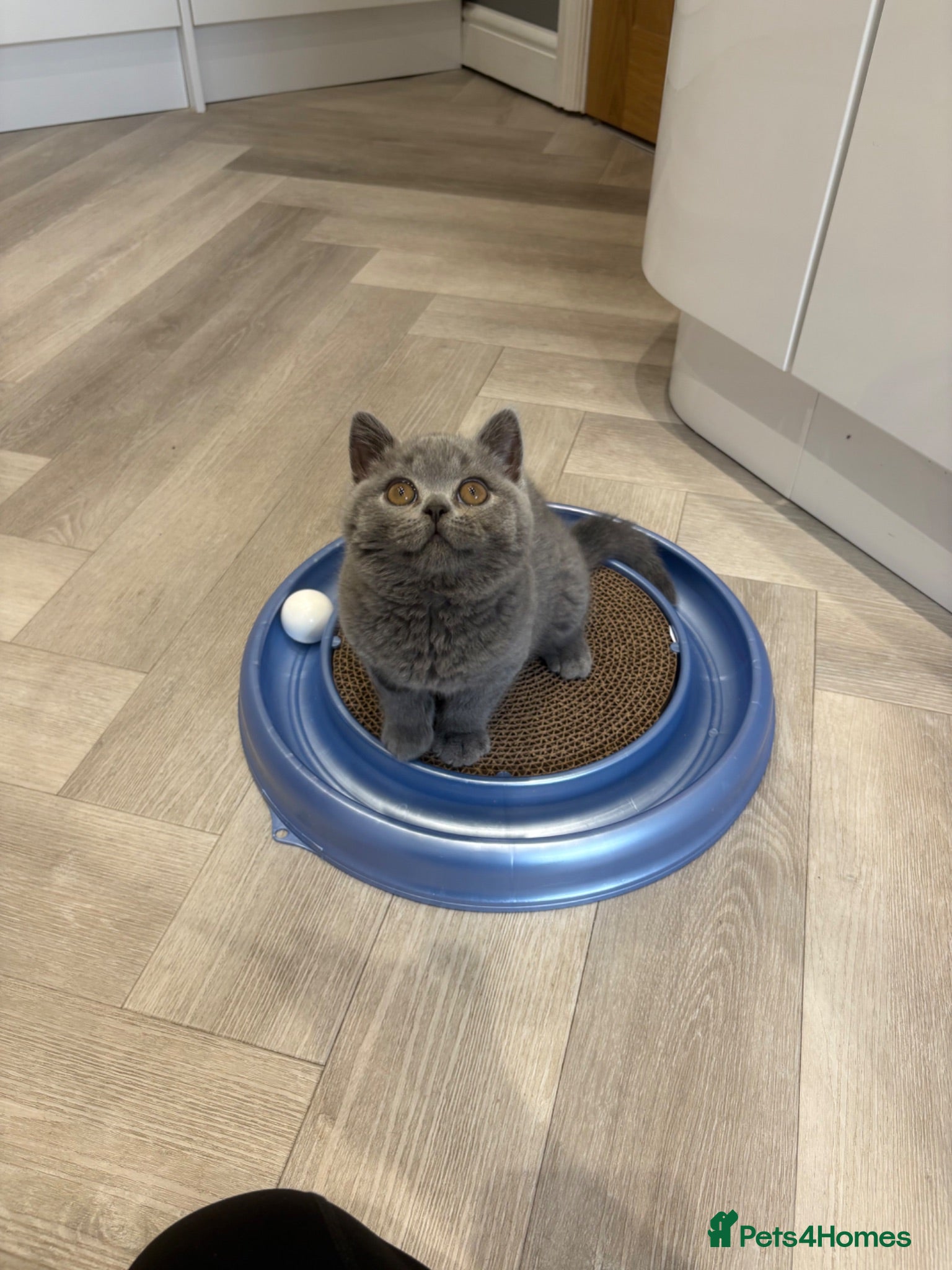 British Shorthair cats Last blue male. GCCF. Ready now - Advert 9