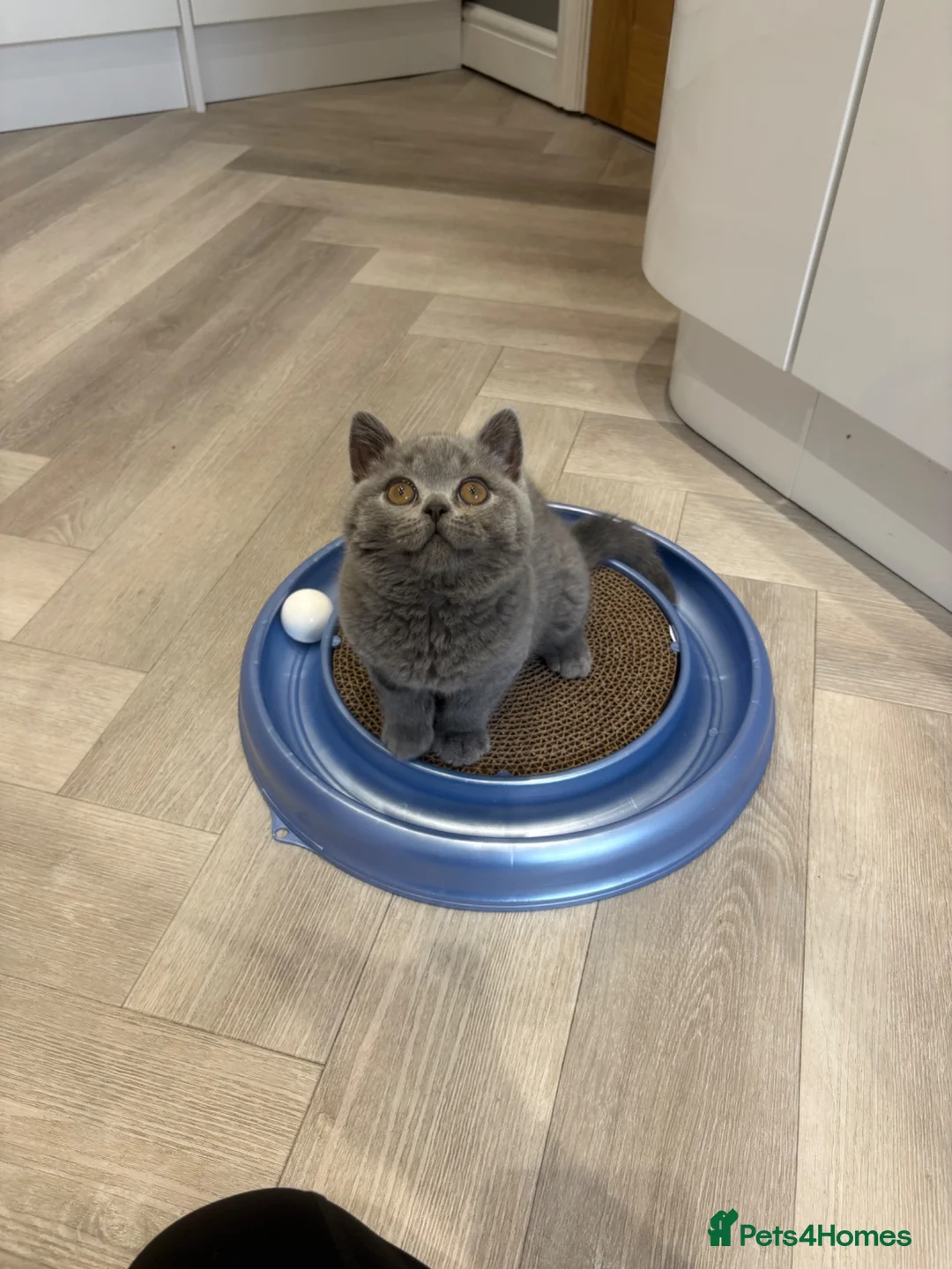 British Shorthair cats for sale: Last blue male. GCCF. Ready now - Advert 1