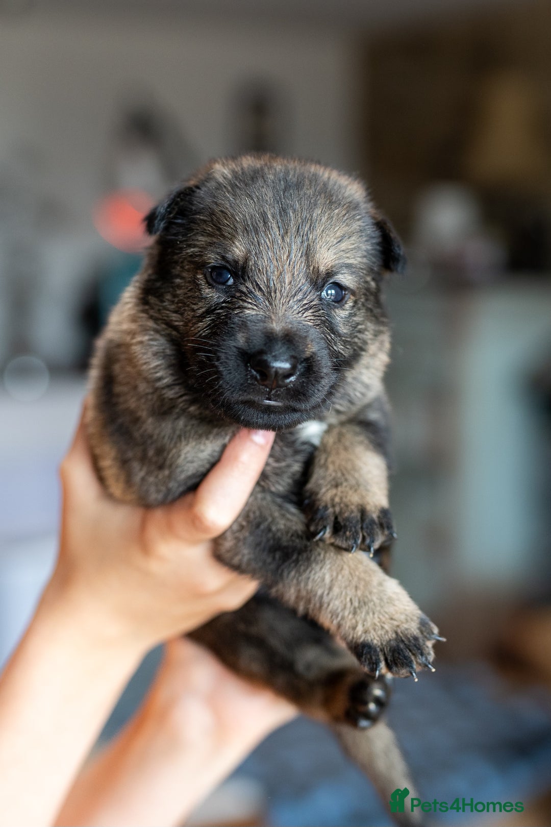 German Shepherd dogs for sale: Exceptionally bred fully heath checked GSD puppies in Bishop Auckland - Image 13