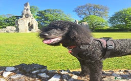 Standard Poodle dogs for sale: Standard black poodle puppies - Advert 2