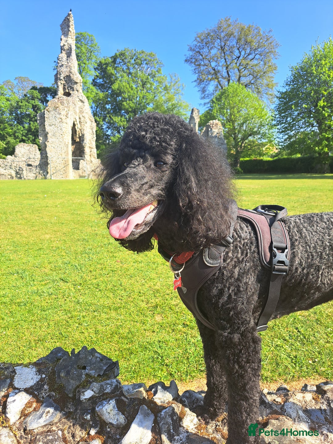 Standard Poodle dogs for sale: Standard black poodle puppies - Advert 2