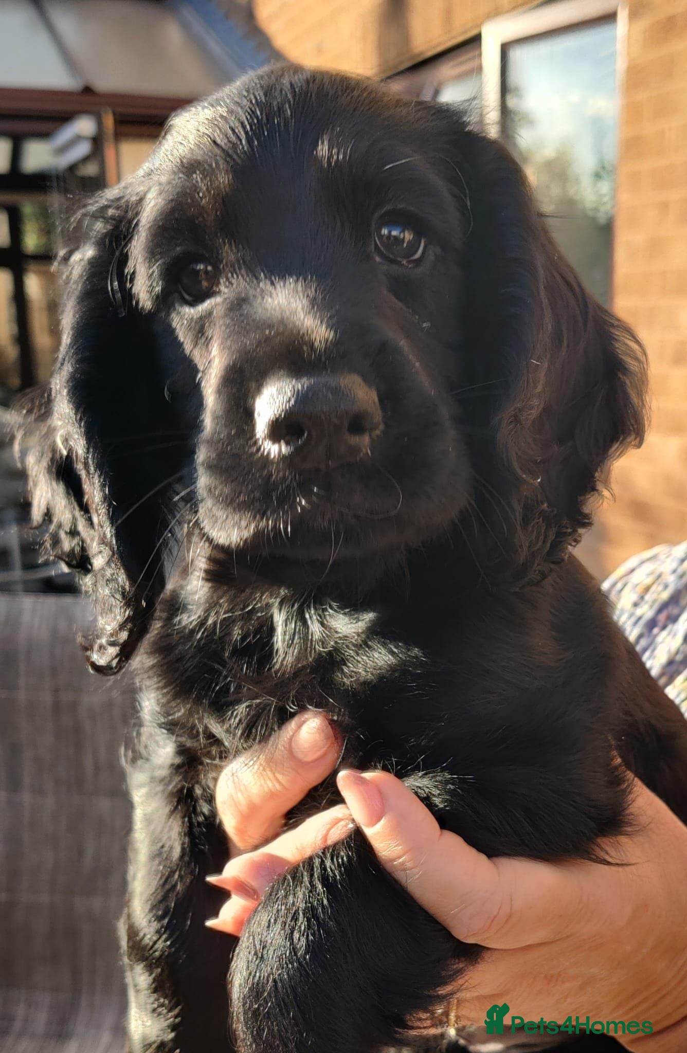 Cocker Spaniel dogs Cocker Spaniel Puppies  - Advert 1
