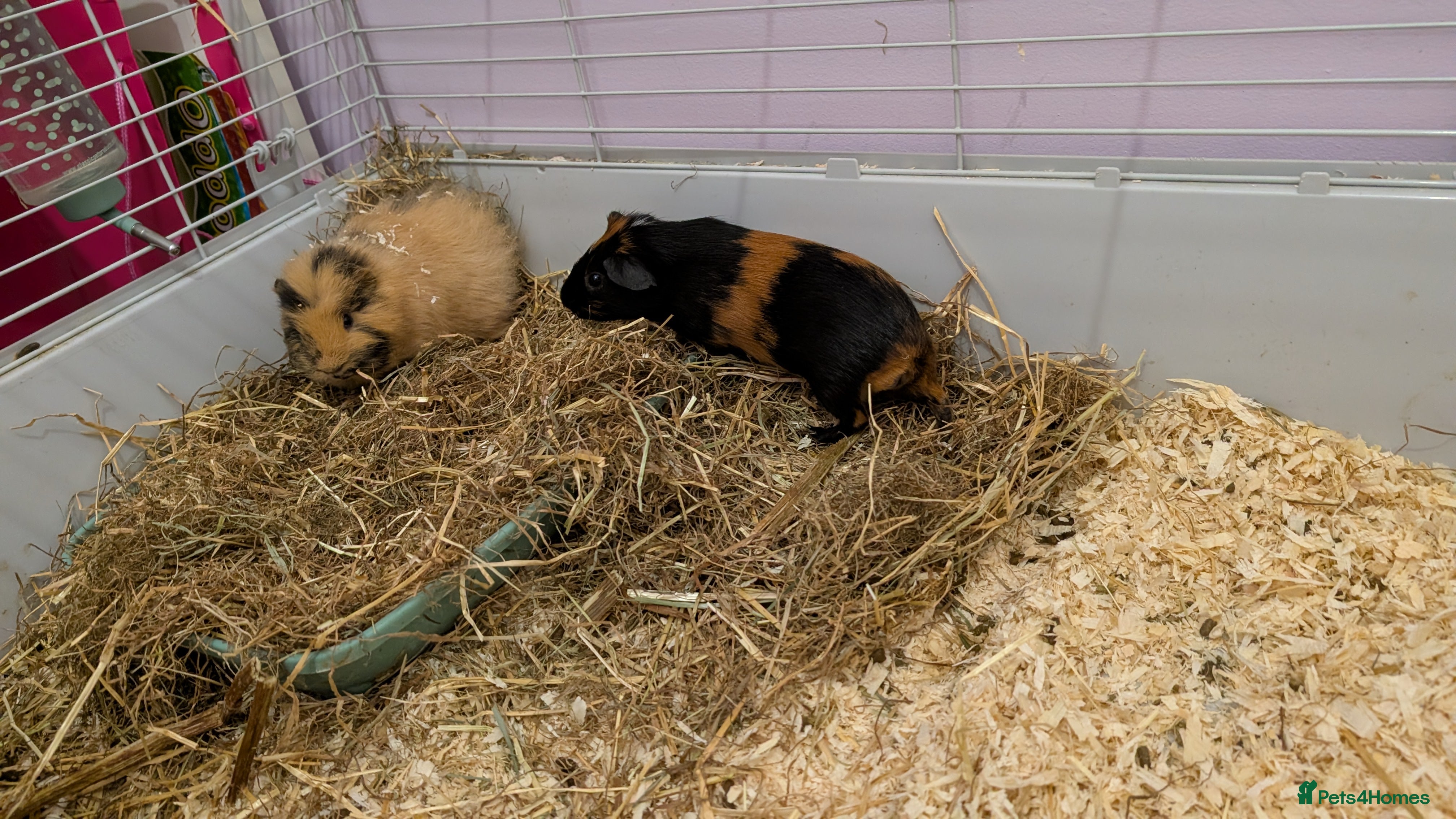 Guinea Pig rodents 2 male bonded guinea pigs for sale  - Advert 15