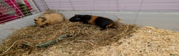 Guinea Pig rodents for sale: 2 male bonded guinea pigs for sale  - Advert 1