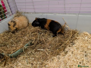 Guinea Pig rodents 2 male bonded guinea pigs for sale - Advert 1