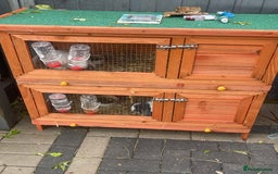 Mini Lop rabbits for sale: Bunny’s for sale  - Image 7