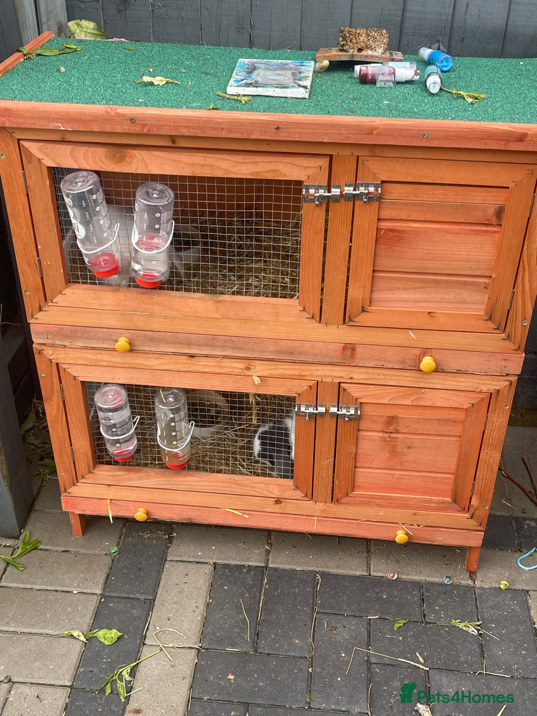 Mini Lop rabbits for sale: Bunny’s for sale  - Image 7