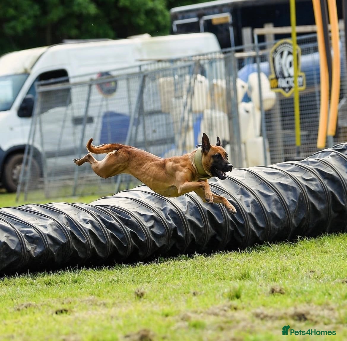 Belgian Shepherd Dog dogs Bull Herder puppies (working lines) - Advert 3
