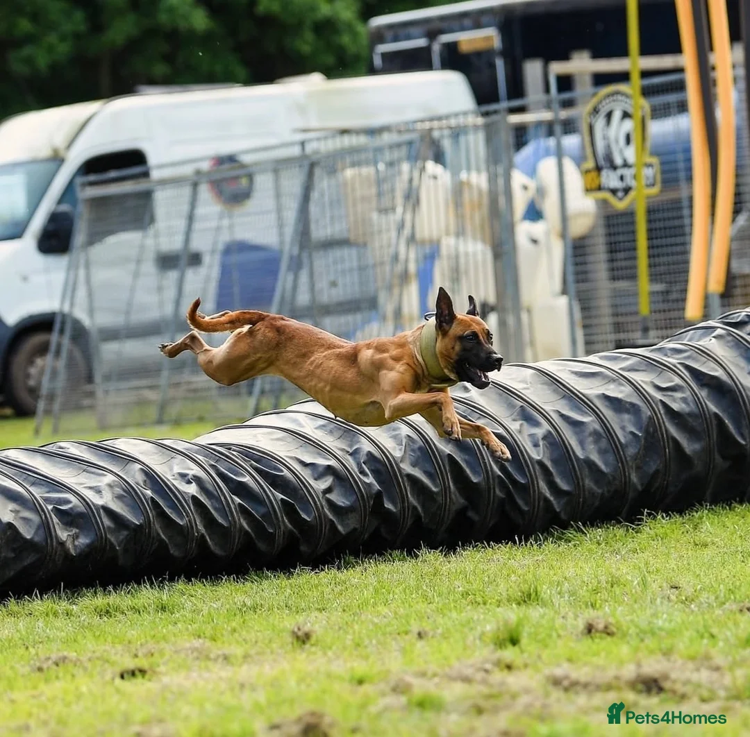 Belgian Shepherd Dog dogs for sale: Bull Herder puppies (working lines) - Advert 1