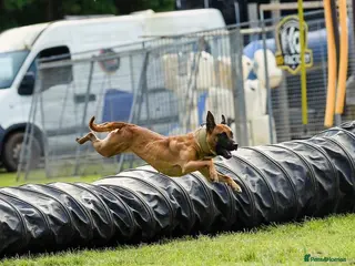Belgian Shepherd Dog dogs Herder x puppies (working lines) - Advert 1