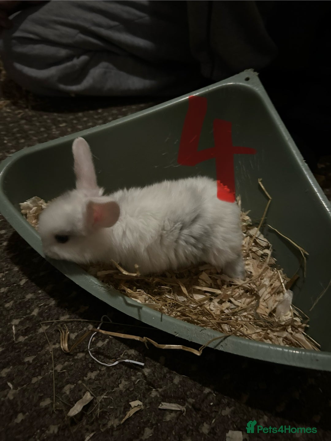 Mixed Breed rabbits for sale: Bunnies for sale  - Advert 12
