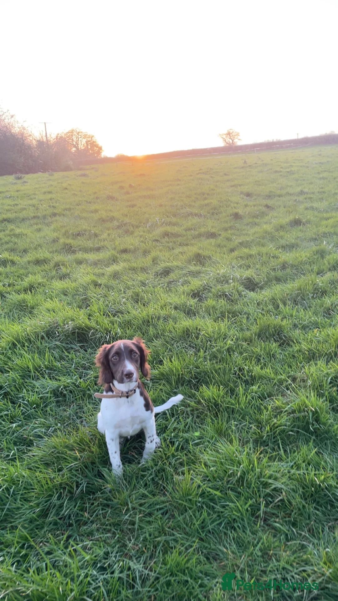 English Springer Spaniel dogs for sale: Rosie - Advert 4