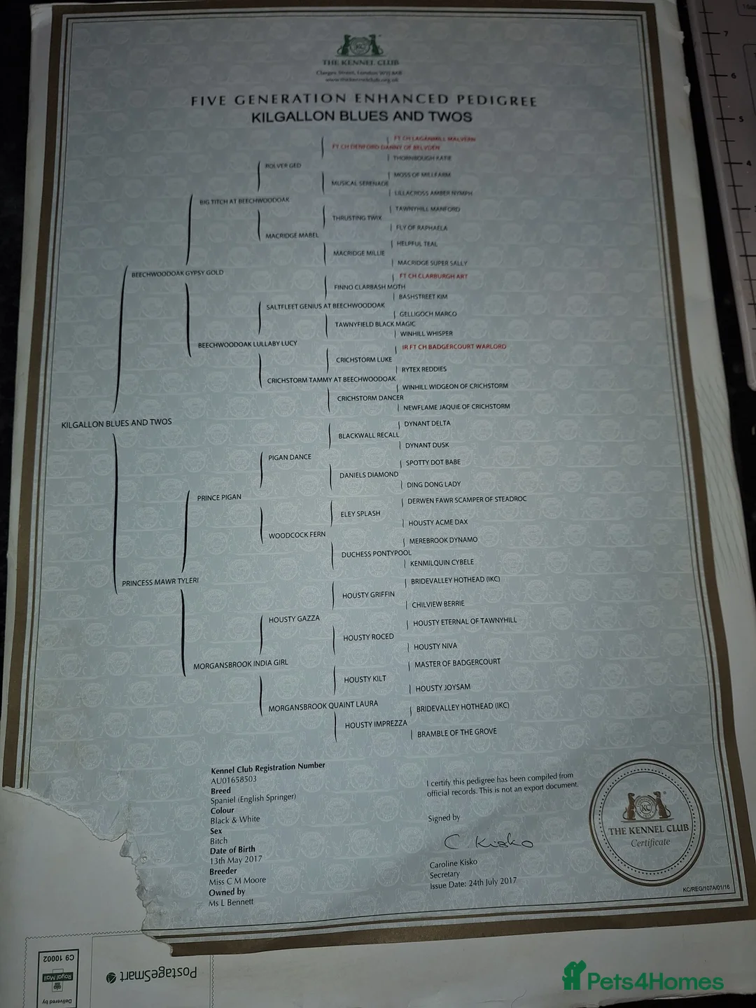 English Springer Spaniel dogs for stud: Beautiful Proven Springer Spaniel for stud. in Abertillery - Advert 11