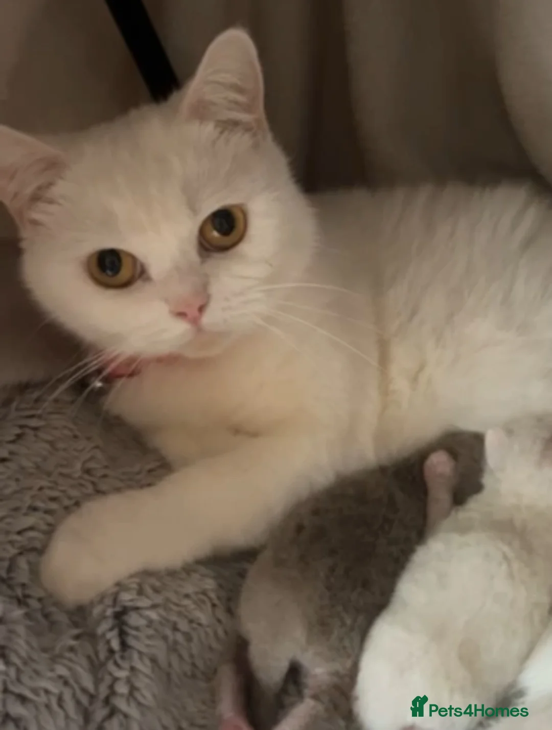 British Shorthair cats for sale: BSH LAST 1 Urgently needs a new home  - Advert 1