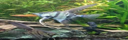 Angelfish fish for sale: Rare high wide fin stripes Angels - Advert 6