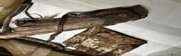 Rat Snake reptiles for sale: Russian Rat Snake Hatchlings  - Advert 3