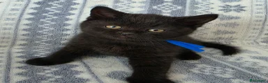 British Shorthair Kitten 2