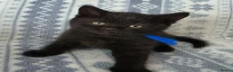 British Shorthair cats for sale: British Shorthair - Advert 18