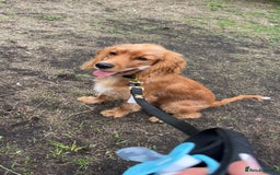 Cavapoo dogs for sale: 6 month Cavapoo for sale  - Image 2