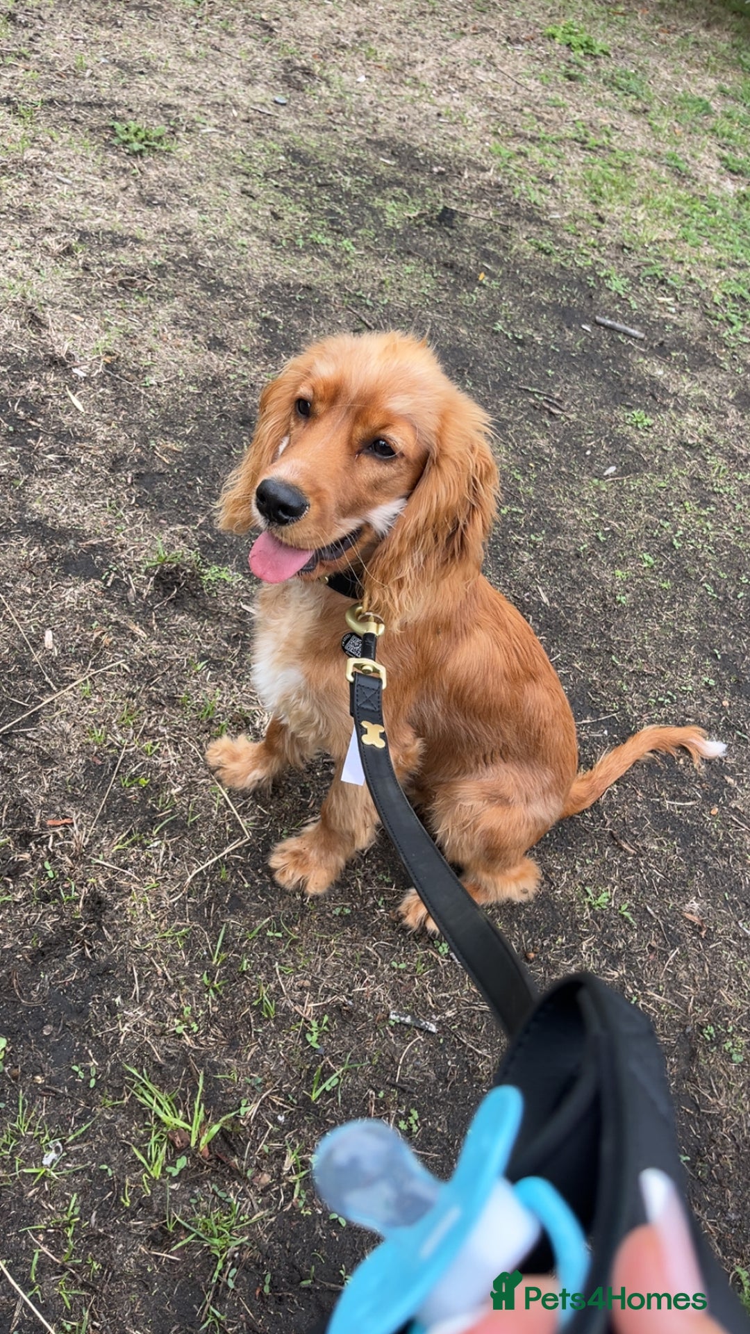 Cavapoo dogs for sale: 6 month Cavapoo for sale  - Image 2