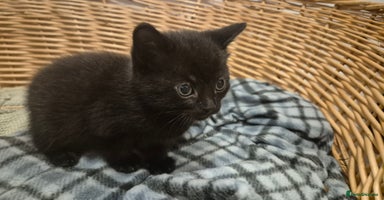 Domestic Shorthair cats 2 black and white kittens, 1 all black Female - Advert 5