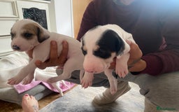 Mixed Breed dogs for sale: Lurcher puppies  - Image 8