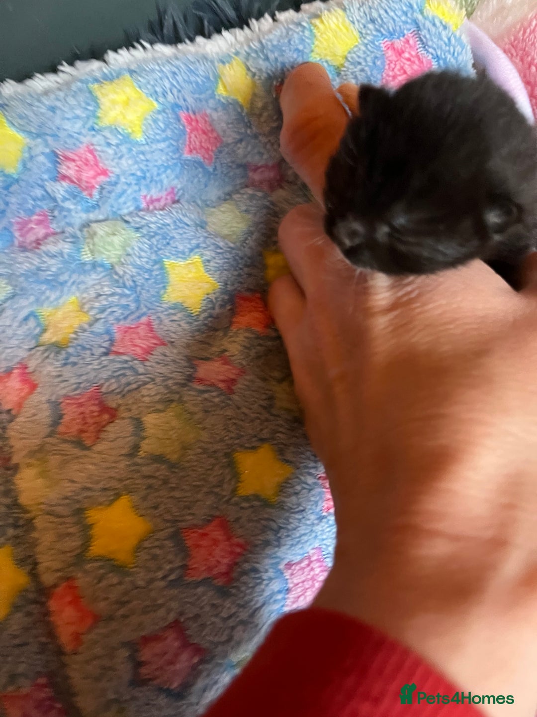 Mixed Breed cats for adoption: Rescue kittens looking for perfect homes - Advert 8