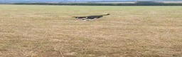 Border Collie dogs for sale: 4 border collie puppies for sale - Advert 11