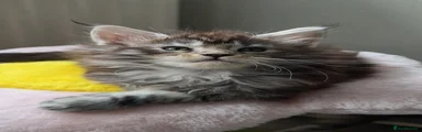 Maine Coon 5