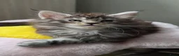 Maine Coon cats for sale: MAINE COON Kitten's redy for reservation. - Advert 17