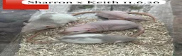 Rat rodents for sale: Baby full size and dwarf rats for sale Sheffield - Advert 14