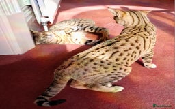 Savannah cats for sale: Pedigree Early generation TICA Reg Savannah Lady in Darlington - Image 5