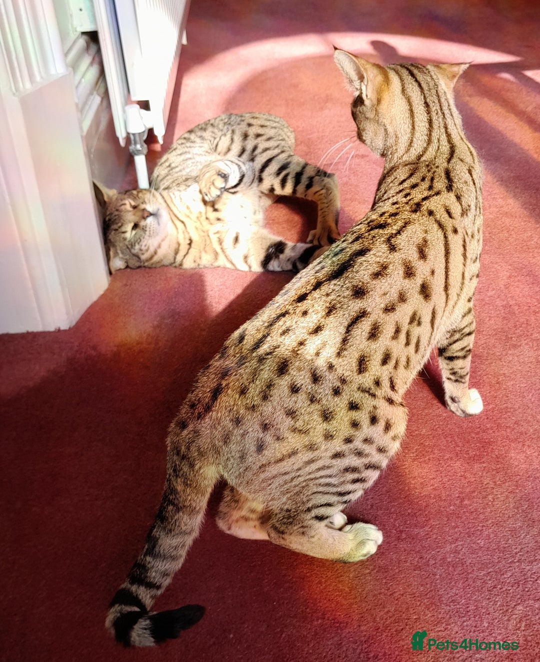 Savannah cats for sale: Pedigree Early generation TICA Reg Savannah Lady in Darlington - Image 5