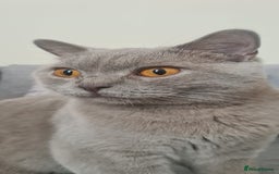 British Shorthair cats for sale: Pretty Lilac BSH Lana - Image 2