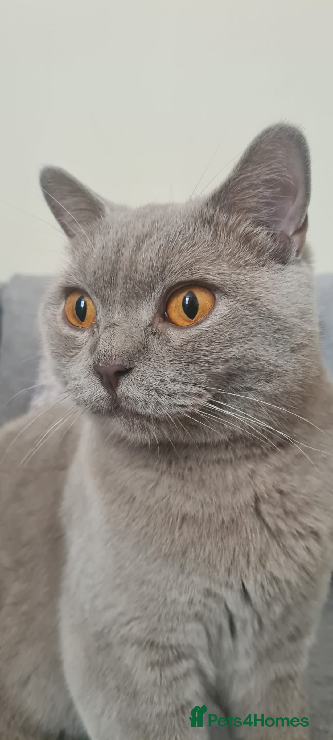 British Shorthair cats for sale: Pretty Lilac BSH Lana - Image 2