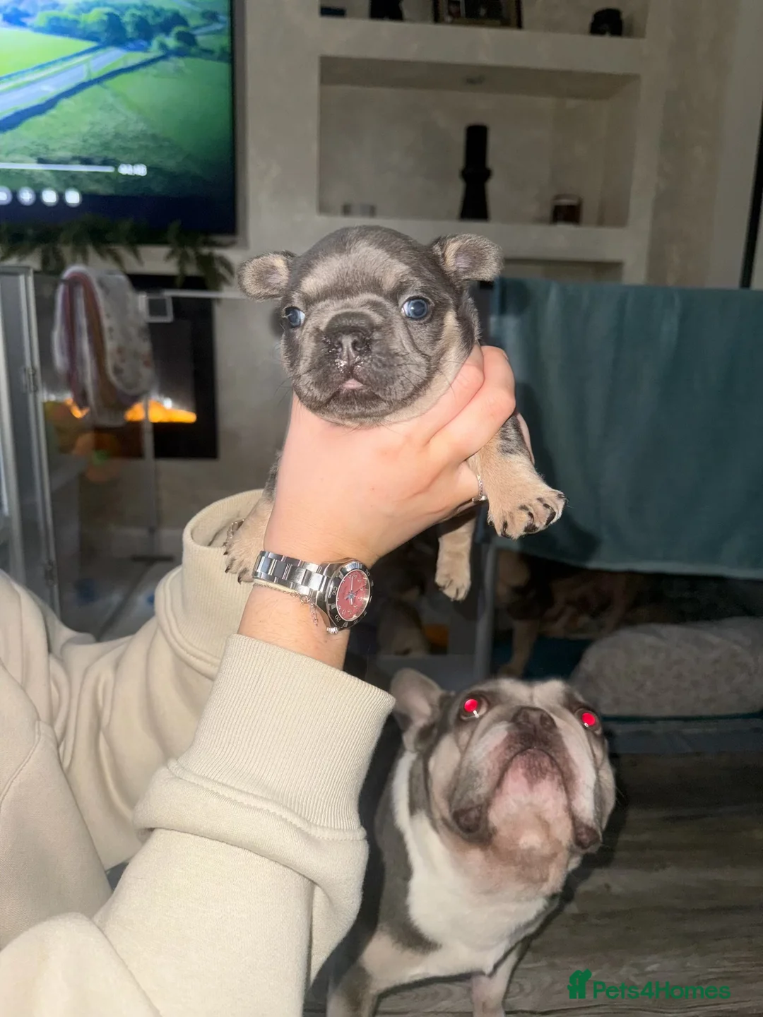 French Bulldog dogs for sale: Elegant Litter of Six KC Registered French Bulldog - Advert 20