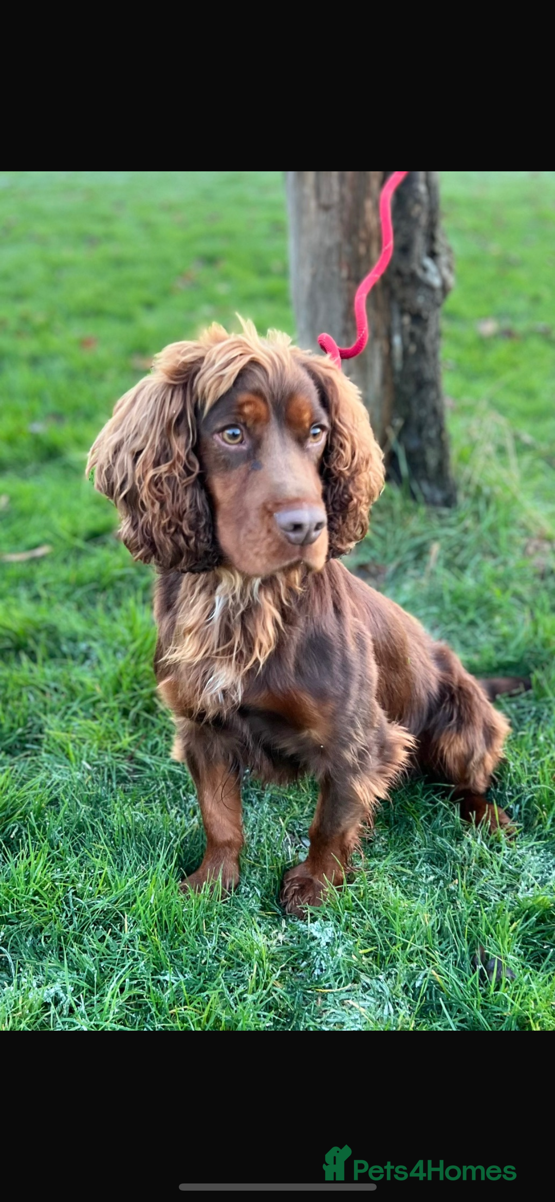 Cocker Spaniel dogs for sale: Cocker Spaniel Pups Outstanding Pedigree Lines! - Advert 40