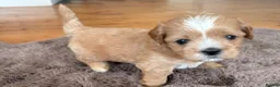 Shihpoo dogs for sale: Adorable Shipoo puppies - family raised  - Advert 5